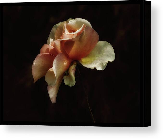 Roses Canvas Print featuring the photograph Painted Roses by Elaine Malott