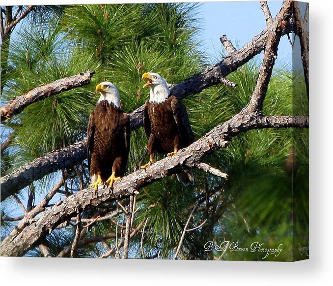 American Bald Eagle Canvas Print featuring the photograph Pair of American Bald Eagle by Barbara Bowen