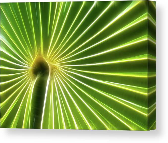 Palm Frond Canvas Print featuring the photograph Palm Glow by Louise Lindsay