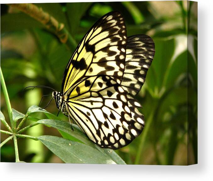 Paper Kite Butterfly Canvas Print featuring the photograph Paper Kite by J M Farris Photography