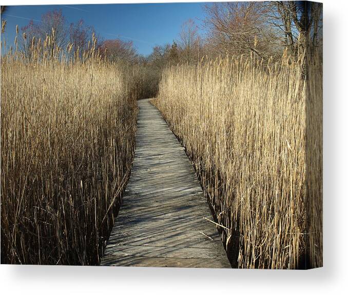 Plum Island Canvas Print featuring the photograph Parker River Wildlife Refuge Path by Mary Capriole
