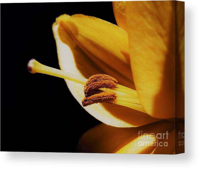 Passionate Canvas Print featuring the photograph Passionate Yellow Lily by Chad and Stacey Hall