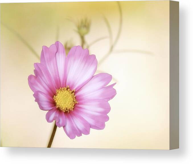 Cosmos Canvas Print featuring the photograph Pastel Petals by MTBobbins Photography