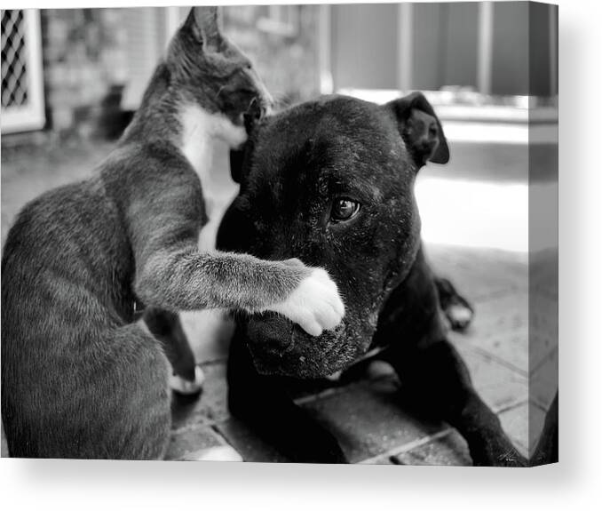 Portrait Canvas Print featuring the photograph Patches and Motey play 3 BnW by Michael Blaine