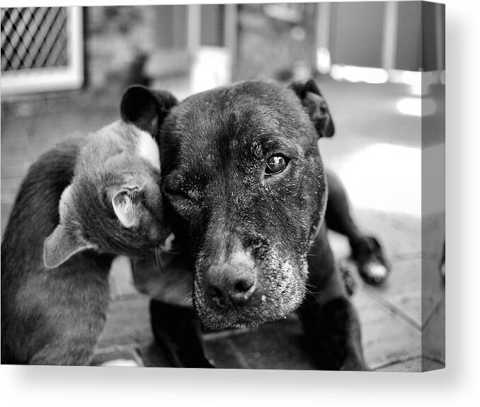 Portrait Canvas Print featuring the photograph Patches and Motey play by Michael Blaine