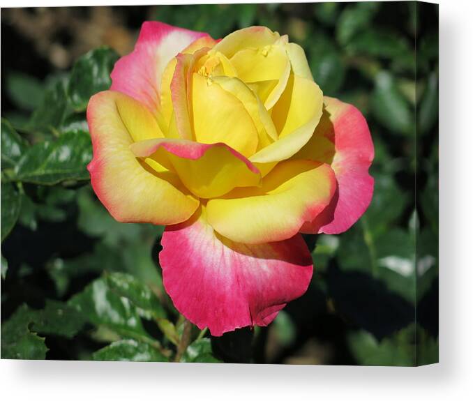 Rose Canvas Print featuring the photograph Peace and Love Rose by Betty Buller Whitehead