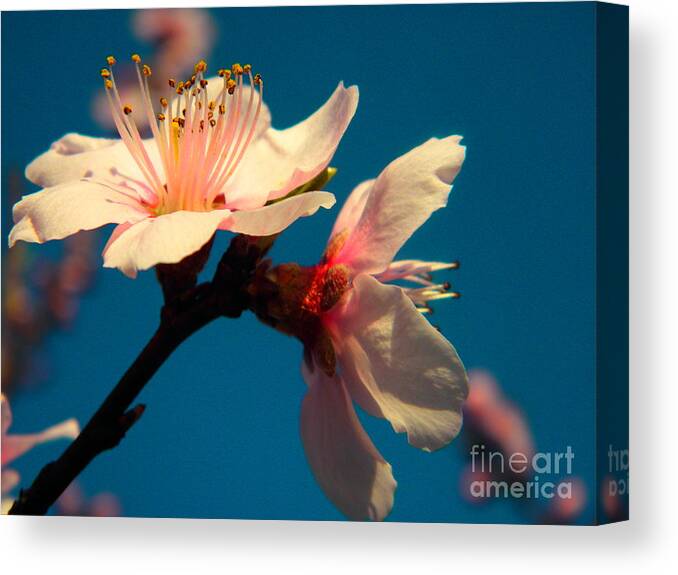  A Peach Blossom. Canvas Print featuring the photograph Peach Blossom by Robin Coaker