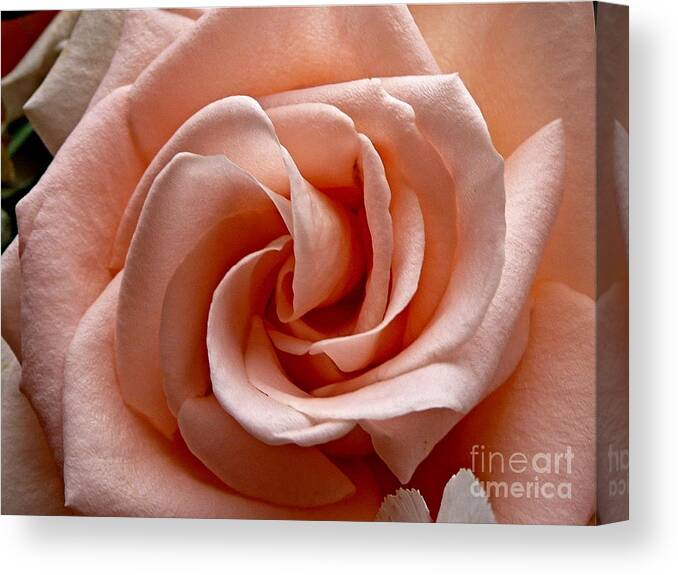 Photography Canvas Print featuring the photograph Peach-Colored Rose by Sean Griffin