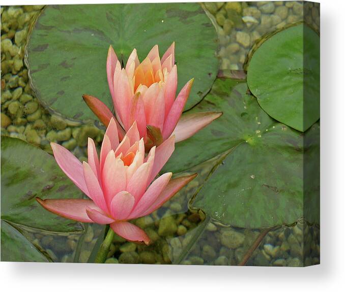 Flower Canvas Print featuring the photograph Peach Water Lily by Ira Marcus