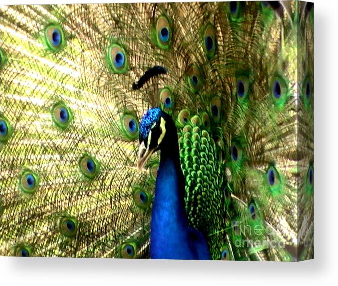 Bird Canvas Print featuring the pyrography Peacock by Toon De Zwart