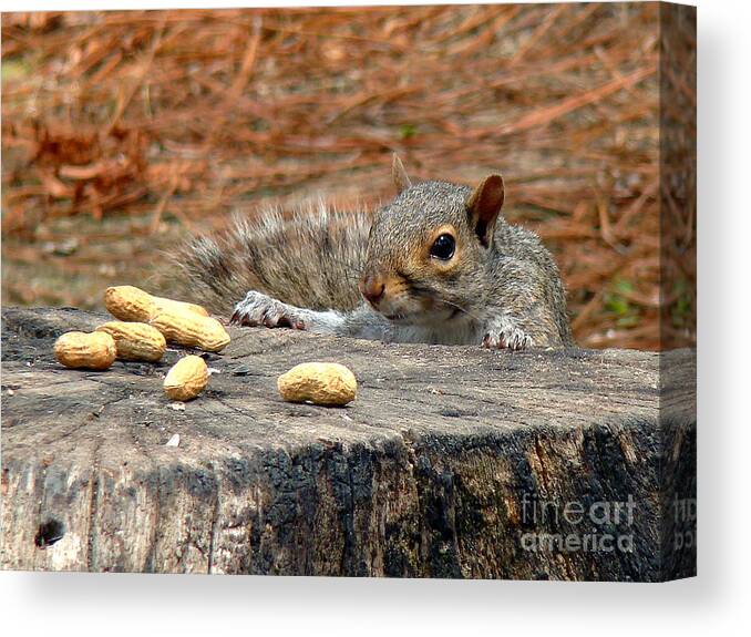 Squirrel Canvas Print featuring the photograph Peanut Surprise by Sue Melvin