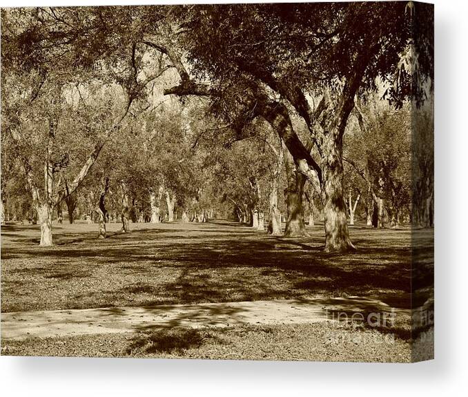 Pecan Canvas Print featuring the photograph Pecan Heaven by Gary Richards