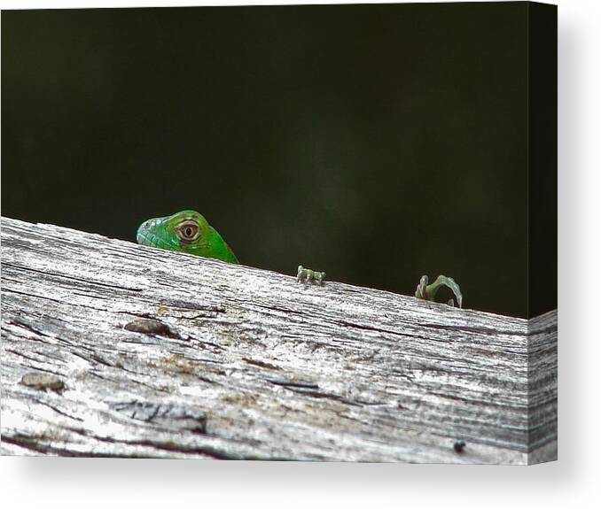 Reptile Canvas Print featuring the photograph Peeping Iguana by Carl Moore