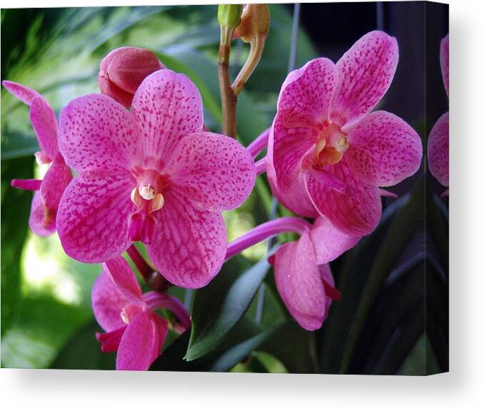 Orchid Canvas Print featuring the photograph Peggy Foo by Suzanne Krueger