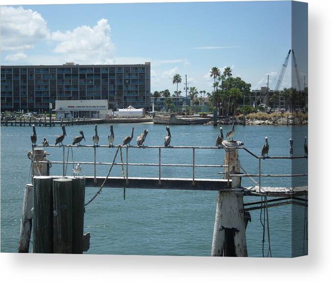 Pelicans Canvas Print featuring the photograph Pelicans in a Row by Val Oconnor