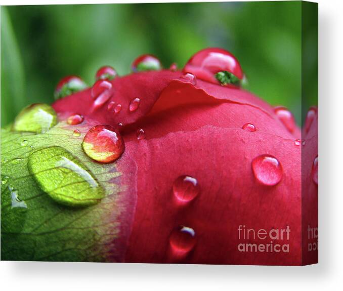 Peony Canvas Print featuring the photograph Peony Drops 2 by Kim Tran