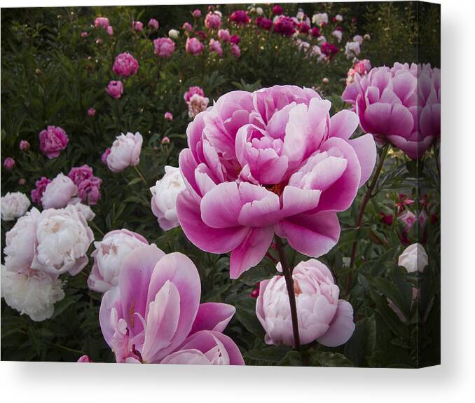 Flowers Canvas Print featuring the photograph Peony Field by Mary Lee Dereske