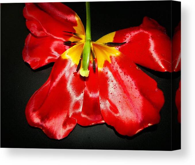 Petal Canvas Print featuring the photograph Petalfly Delight by Mark Cheney