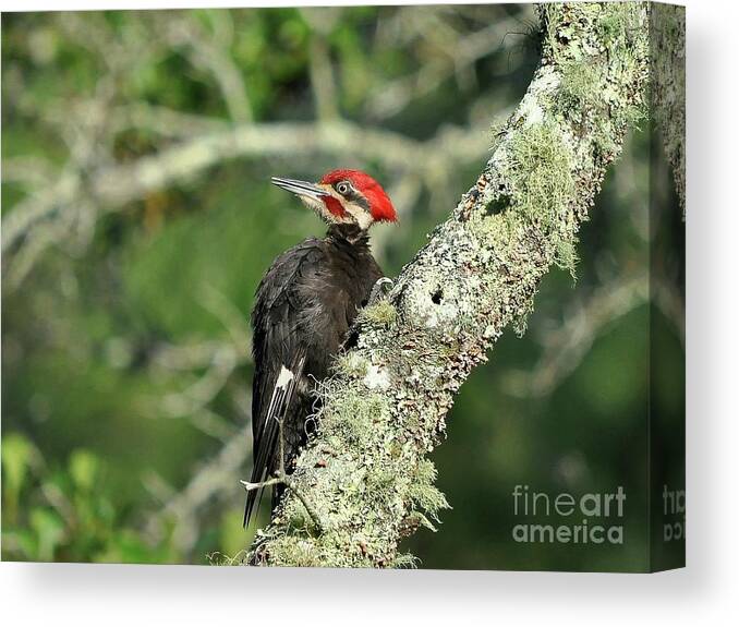 Pileated Woodpecker Canvas Print featuring the photograph Pileated Perch by Al Powell Photography USA