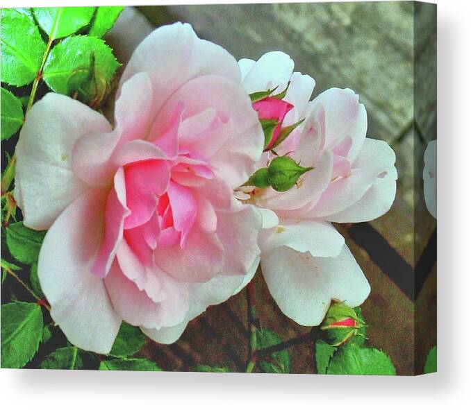 Pink Rose Photograph Canvas Print featuring the photograph Pink Cluster of Roses by Janette Boyd
