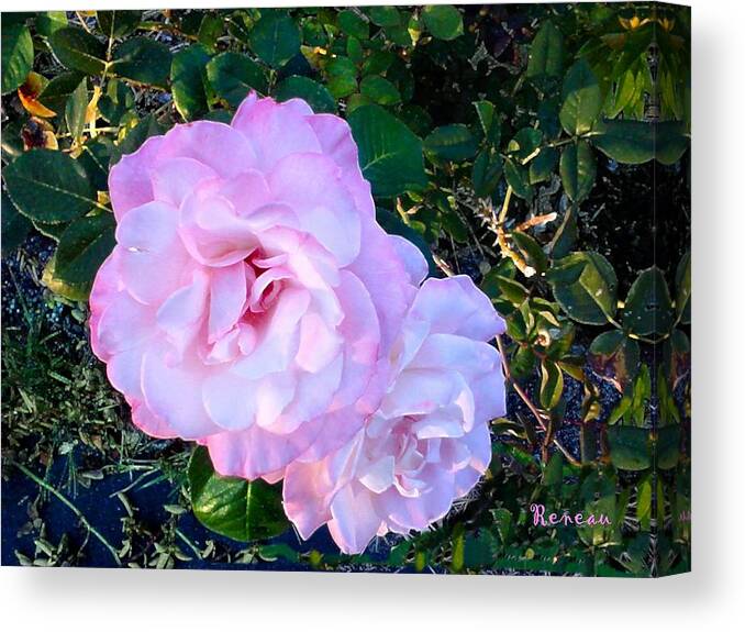 Roses Canvas Print featuring the photograph Pink-white Roses 1 by A L Sadie Reneau