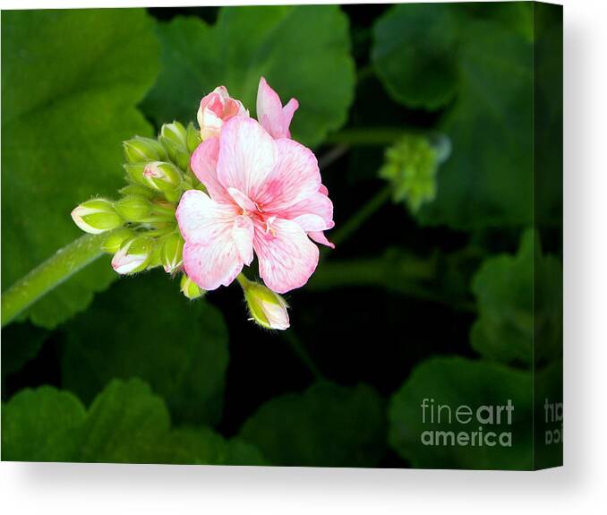 Flower Canvas Print featuring the photograph Pink Geranium by Terri Mills