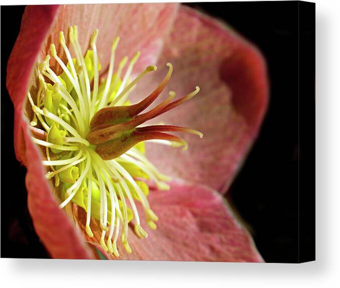 Lenten Rose Canvas Print featuring the photograph Pink Hellebores by Inge Riis McDonald