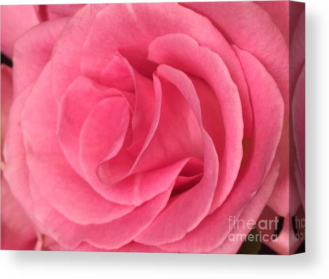 Pink Canvas Print featuring the photograph Pink Layers by Nona Kumah