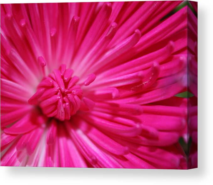 Pink Canvas Print featuring the photograph Pink Petals by Inspired Arts