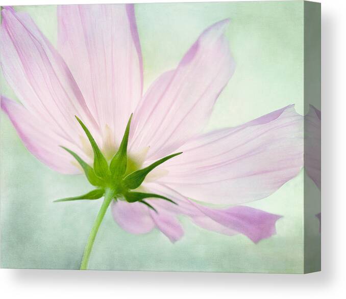 Pink Cosmos Flower Canvas Print featuring the mixed media Pink Petals by Marina Kojukhova