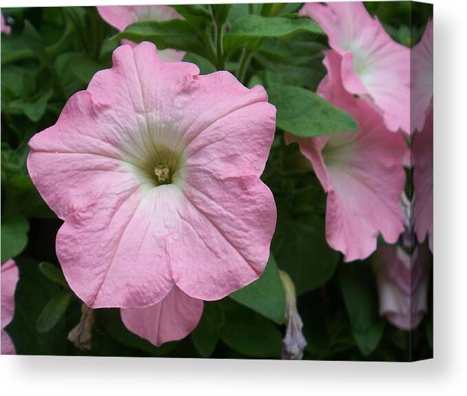 Flower Canvas Print featuring the photograph Pink Petunia by Ellen B Pate