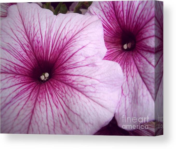 Petunia Canvas Print featuring the photograph Pink Petunias by Sonya Chalmers
