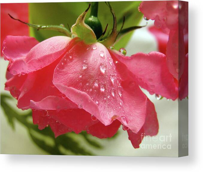 Rose Canvas Print featuring the photograph Pink Rose 3 by Kim Tran