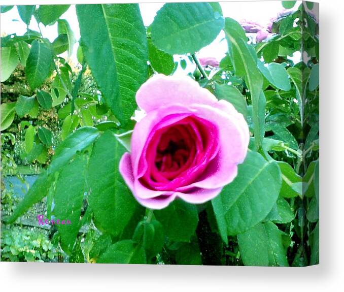 Roses Canvas Print featuring the photograph Pink Rose by A L Sadie Reneau