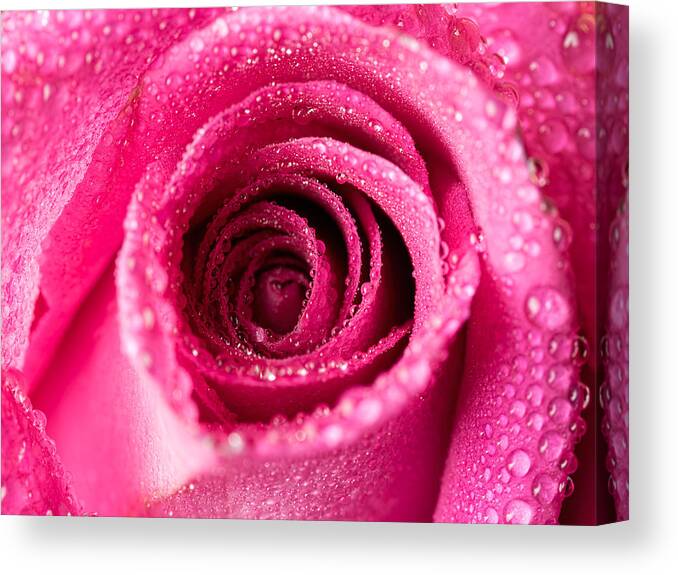 Rose Canvas Print featuring the photograph Pink Rose with Droplets by Brad Boland