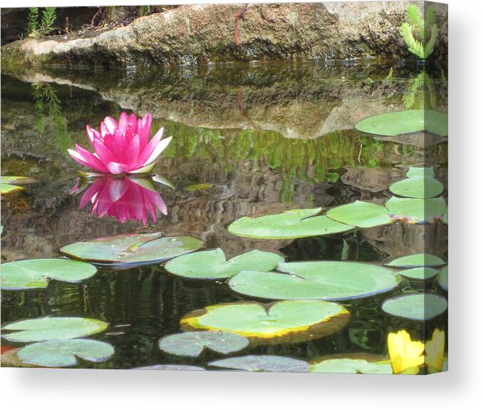 Pink Canvas Print featuring the photograph Pink Waterlilly by Laurianna Taylor