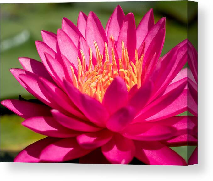 Waterlily Canvas Print featuring the photograph Pink Waterlily by Paula Ponath