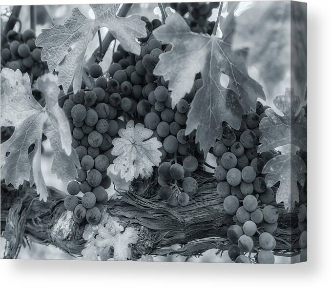 Abstract Canvas Print featuring the photograph Pinot 2 by Jonathan Nguyen