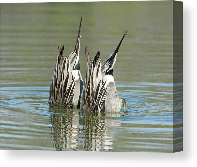 Northern Canvas Print featuring the photograph Pintail Ducks Dive by Tam Ryan