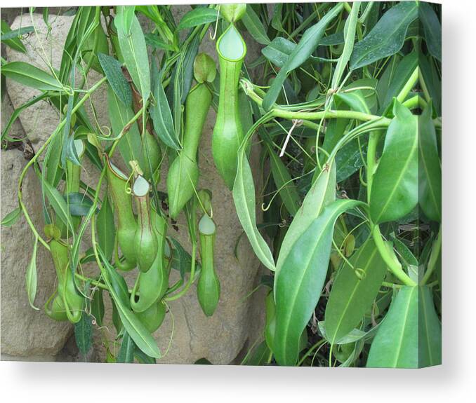 Green Canvas Print featuring the photograph Pitcher Plant Madness by Brandy Woods