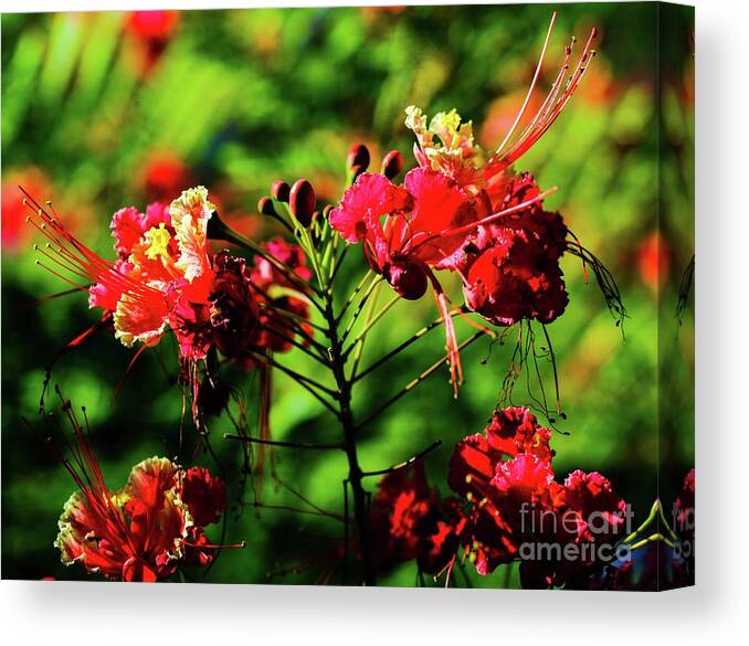 Plants Canvas Print featuring the photograph Plants and Flowers in Hawaii by D Davila
