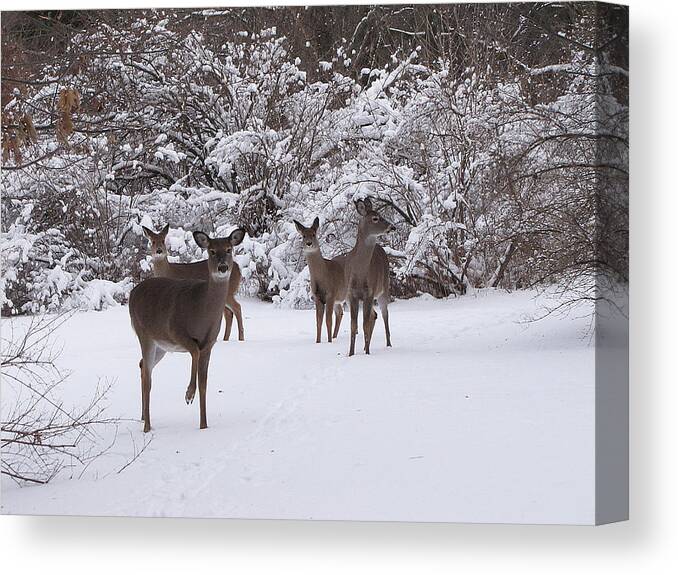 Hovind Canvas Print featuring the photograph Playing in the Snow by Scott Hovind