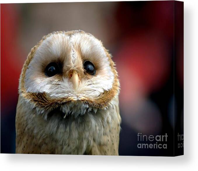 Wildlife Canvas Print featuring the photograph Please by Jacky Gerritsen