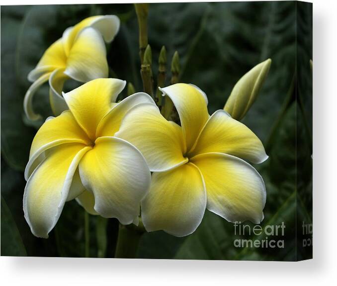 Plumeria Canvas Print featuring the photograph Plumeria by Ann Horn