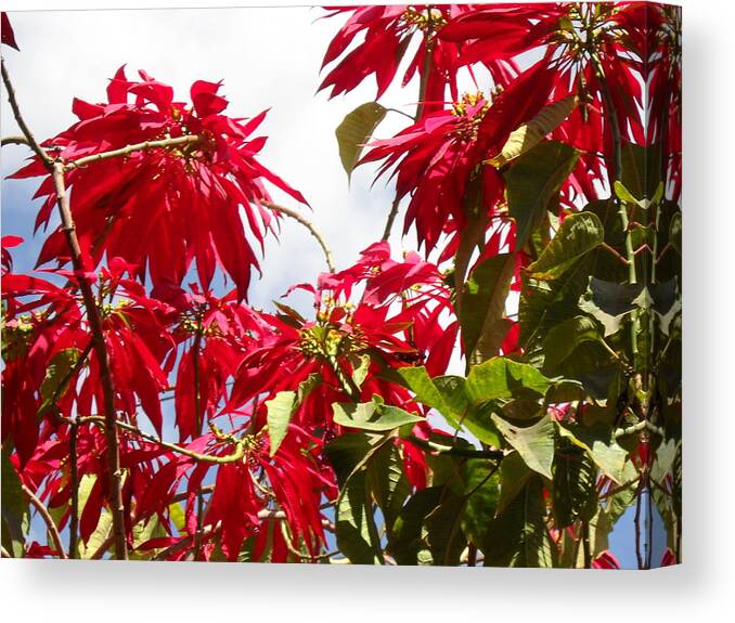 Poinsettia Canvas Print featuring the photograph Poinsettia Tree by Heather Thorstenson
