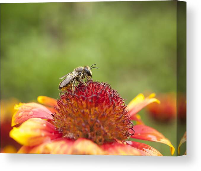 Bee Canvas Print featuring the photograph Pollinator and Flower by Thomas Young