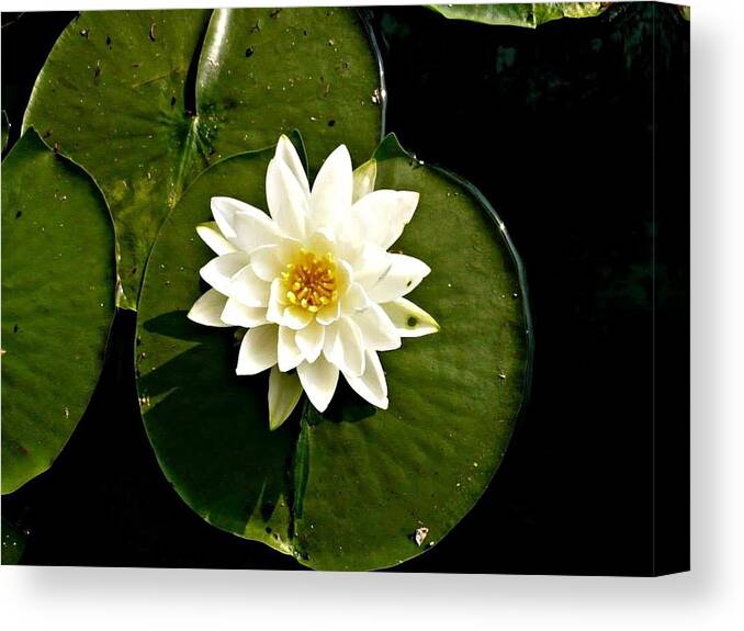 White Canvas Print featuring the photograph Pond Lily by 'REA' Gallery