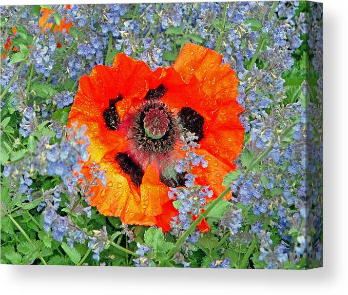 Poppy Canvas Print featuring the photograph Poppy in Blue by Robert Meyers-Lussier