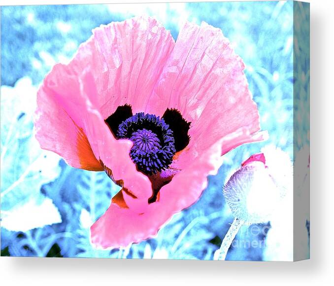Pink Canvas Print featuring the photograph Poppy in Pink by Elisabeth Derichs