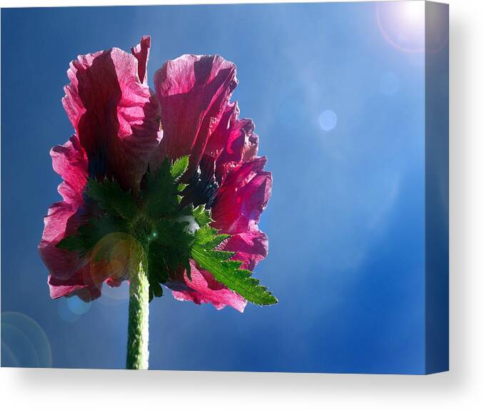 Back Side Of Flowers Canvas Print featuring the photograph Poppy in the Sun by David T Wilkinson
